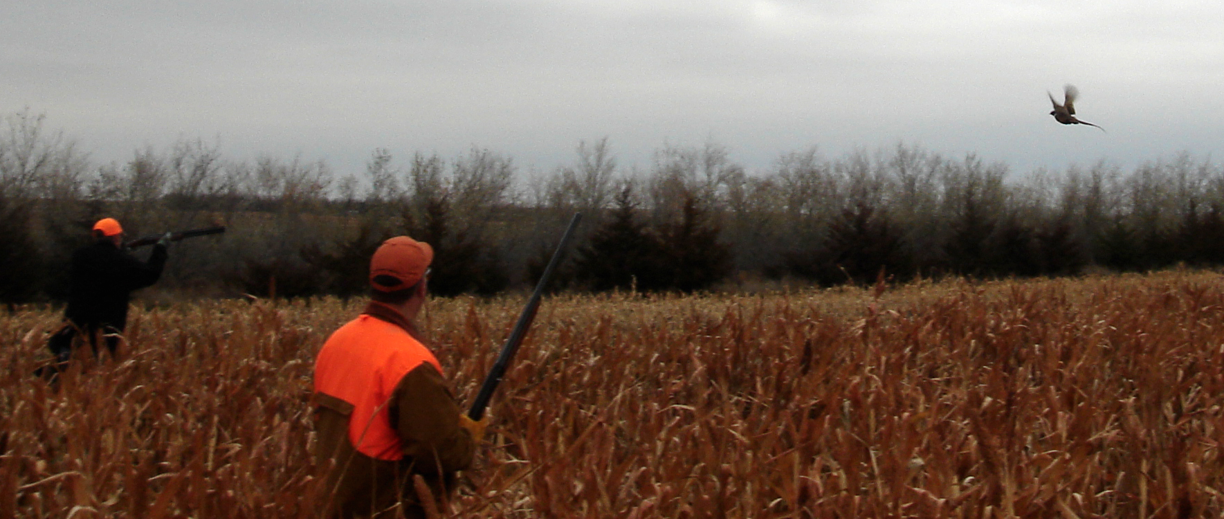 Pheasant Hunting Photo Test