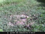 Mail quail with 8 chicks F21 - 071620.JPG