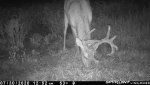 10 pt buck F33 - 073020.JPG