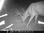 10 pt buck F21 - 072820.JPG