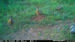 4 young roosters F15 - 081620.jpg