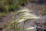 foxtail barley green.jpg