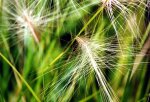 foxtail barley dry.jpg