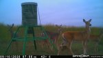 F16 - 5 does-fawns - 091020.jpg