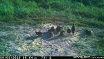 F15 - Male quail with 11 chicks - 090320.jpg