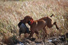 Willow Retrieve2.jpeg Willow Retrieve2.jpeg