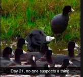 no one suspects a thing.png