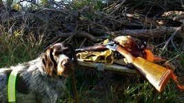 Tinker 10-27-20 best 3 Second pheasant.JPG