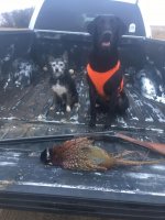 Bonnie Ricky Bird.jpg