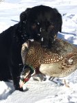 Hunt, 2019-12-1, SD pheasant hunt (17).JPG