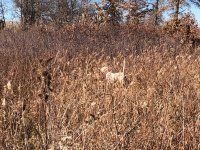 Bea MO Nov 28 2020 First Pointed Covey.jpg