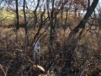 Emmett pointing Scotty backing MO Dec 1 2020 1.jpg