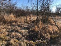 Emmett pointing Scotty backing covey 1 Dec 14 2020 1.jpg