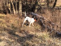 Scotty pointing a single Dec 14 2020.jpg