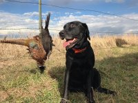 Bear Black Pheasant.jpg Bear Black Pheasant.jpg