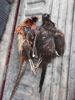 Black Pheasant Tailgate.jpg