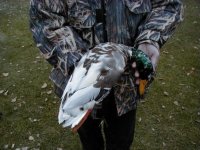 White Duck 1.jpg