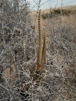 5885BCB8-7B8F-4AA3-A3B3-DFA3291B9B95.jpeg 5885BCB8-7B8F-4AA3-A3B3-DFA3291B9B95.jpeg