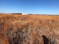 Emmett pointing Lu backing Kansas Day 4 Dec 19th 1.jpg