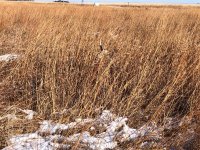 Lu pointing Kansas Day 2 Dec 17th 3.jpg
