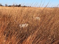 Scotty pointing Emmett backing Kansas Day 4 Dec 19th.jpg
