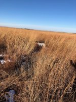 Scotty pointing Kansas Day 2 Dec 17th 1.jpg