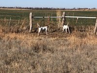 Scotty pointing Emmett backing Kansas Day 4 Dec 19th 1.jpg