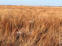 Scotty pointing Kansas Day 3 Dec 18th 1.jpg
