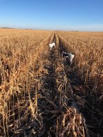 Scotty pointing Lu backing Kansas Day 3 Dec 18th 1.jpg