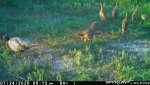 Rooster & 7 chicks F15 - 072420.jpg
