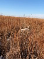 Scotty pointing Kansas Day 2 Dec 17th 3.jpg