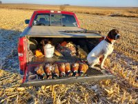 Rowdy with 7 roosters.jpg