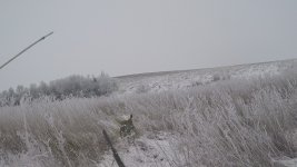 rooster flush frame 2.jpg