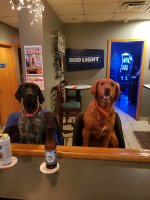 Dogs at the Bar.jpg