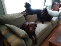 dawgs couch.jpg