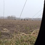 turkeys on field.jpg