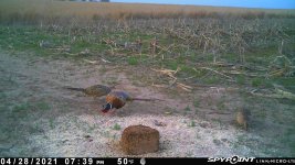 042821 - F1 - Rooster & 2 Hens.jpg