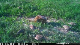 050621 - F31 - 6 Quail.jpg