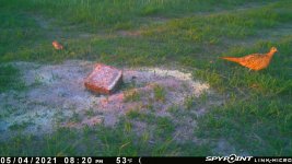 050421 - F15 - Hen & Quail.jpg