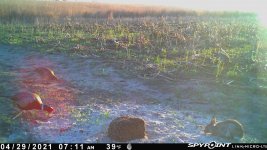 042921 - F1 - Rooster-2 Hens-Rabbit.jpg