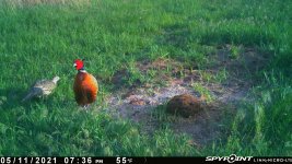 051121 - F21 - Rooster & Hen.jpg