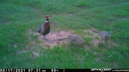051721 - F15 - Rooster & 2 Hens.jpg
