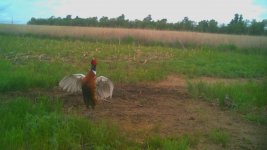 051921 - F19 - Crowing Rooster.jpg