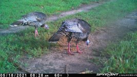 051821 - F18 - 2 Turkeys.jpg