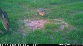 051721 - F15 - Doe & 2 Hens.jpg