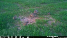 051721 - F15 - 2 Hens & 3 Quail.jpg