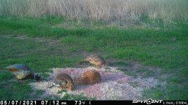 050721 - F0I - Rooster-Hen-Rabbit.jpg