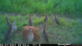 062721 - F32 - 8 ph chicks.jpg