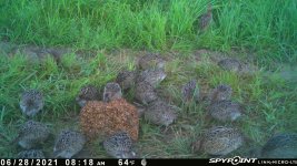 062821 - F32 - 20 ph chicks.jpg