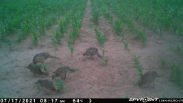 071721 - F1 - 6 ph half grown chicks.jpg